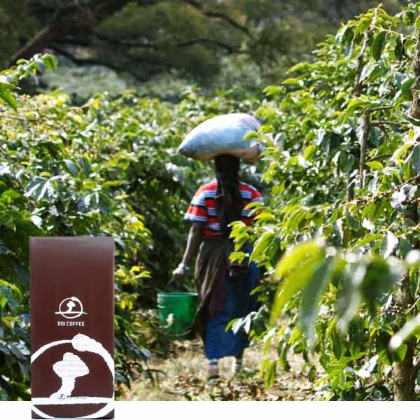 タンザニア　モンデュール農園※