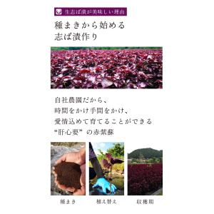 【2026年 新漬】漬物 京都 土井の 生志ば...の詳細画像3