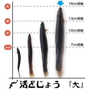 【どじょう日本一】活 どじょう 1kg 大【約16cm 約40匹】 食用 どじょう 生体 ドジョウ ...