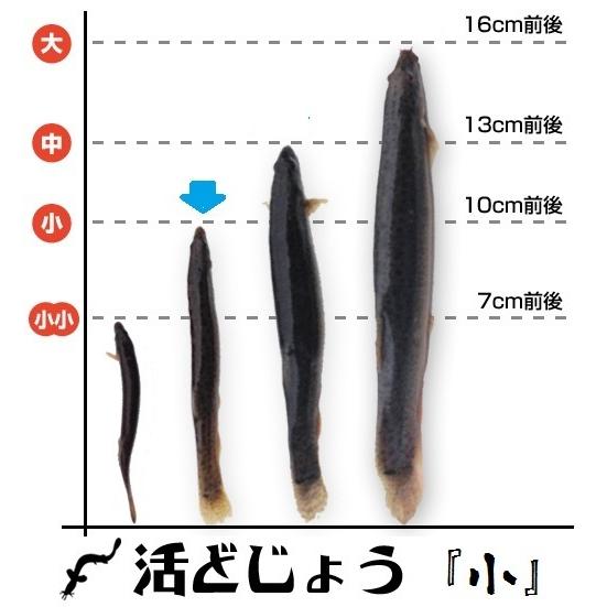 【どじょう日本一】活 どじょう 1kg 小【約10cm 約250匹】 食用 どじょう 生体 ドジョウ...