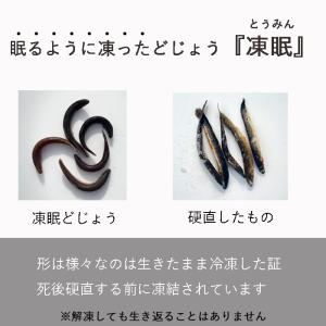 真空 バラ 冷凍 どじょう『凍眠』450g(小...の詳細画像3