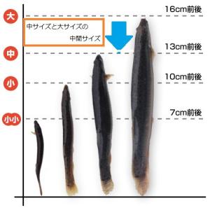 タチウオ 釣り 冷凍 どじょう (関西地域特別...の詳細画像2