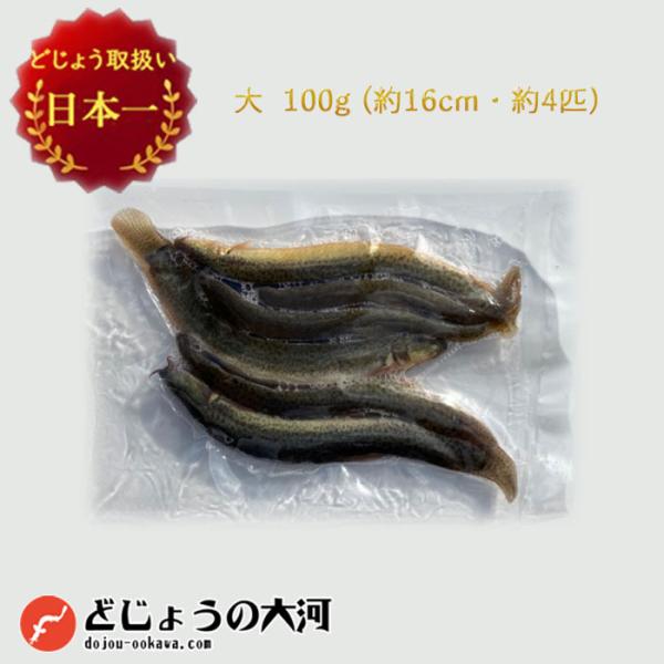 【 どじょう 日本一】冷凍 エサ どじょう 100g 大【約16cm 約4匹】どじょう エサ 釣り ...