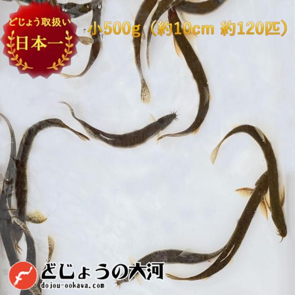 【 どじょう 日本一】 えさ どじょう 500g 小【約10cm 約120匹】 えさ 活どじょう 釣...