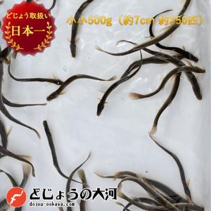 【 どじょう 日本一】 えさ どじょう 500g 小小 【約7cm 約250匹】 えさ 活どじょう 釣り エサ 熱帯魚 古代魚 エサ  (食用OK) ドジョウ 生き餌 生餌 生体 餌