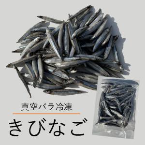 【レビューを書いてプレゼント！】真空 バラ冷凍 エサ用 きびなご 500g キビナゴ 冷凍 エサ 釣りえさ 熱帯魚 古代魚 餌 冷凍エサ｜どじょうの大河Yahoo!店