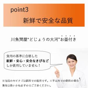 バラ 冷凍 きびなご エサ 真空パック 500...の詳細画像4