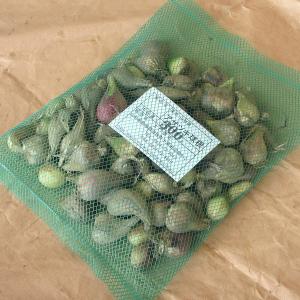ネギ アサツキ 球根 葱 浅葱 あさつき 種球 ...の商品画像