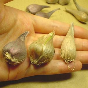 ネギ アサツキ 球根 葱 浅葱 あさつき 種球...の詳細画像1