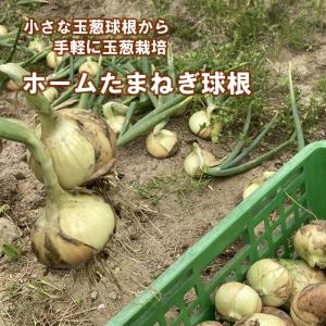 野菜・種/苗 ホームたまねぎ タマネギ 玉葱 ...の詳細画像1