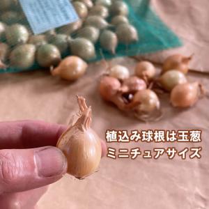 野菜・種/苗 ホームたまねぎ タマネギ 玉葱 ...の詳細画像3