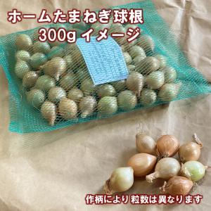 野菜・種/苗 ホームたまねぎ タマネギ 玉葱 ...の詳細画像2