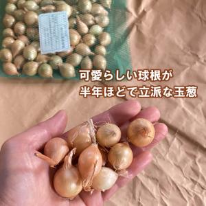 野菜・種/苗 ホームたまねぎ タマネギ 玉葱 ...の詳細画像4