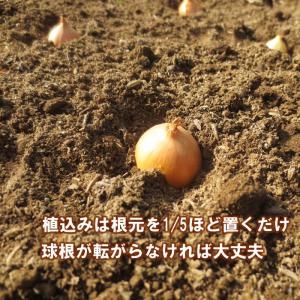 野菜・種/苗 ホームたまねぎ タマネギ 玉葱 ...の詳細画像5