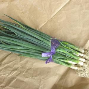 野菜・種/苗 ネギ苗 1束 約50本