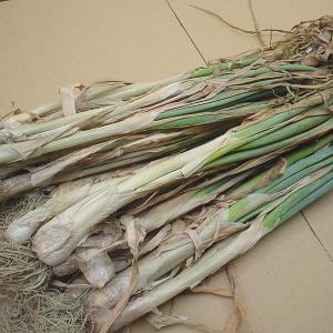 ネギ苗 九条干しネギ 1束 約800g〜900g