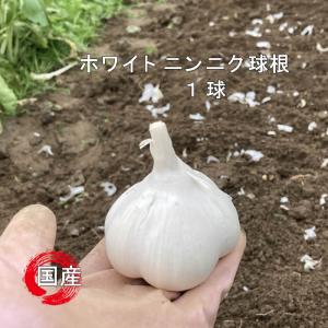 ニンニク 球根 葫 ホワイトにんにく球根 1球 国内産の商品画像