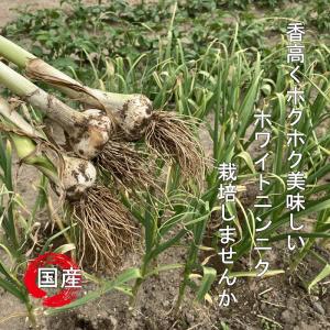 ニンニク 球根 葫 ホワイトにんにく球根 1球...の詳細画像1