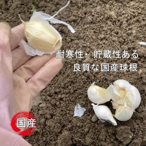 ニンニク 球根 葫 ホワイトにんにく球根 1球...の詳細画像2
