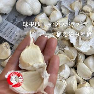 ニンニク 球根 葫 ホワイトにんにく球根 1球...の詳細画像3