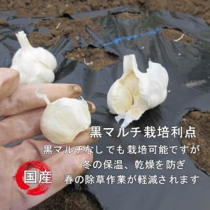 ニンニク 球根 葫 ホワイトにんにく球根 1球...の詳細画像4