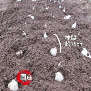 ニンニク 球根 葫 ホワイトにんにく球根 1球...の詳細画像5