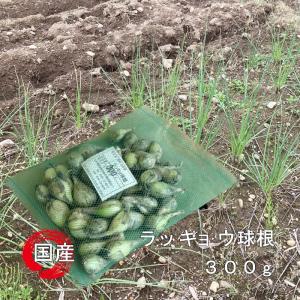 国華園 種球ラッキョウ 霧島大ラッキョウ 500g 爆買 : 花と緑 国華園