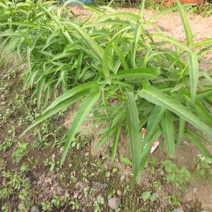 野菜の種/種子 エンツァイ 空芯菜 1袋 3mLの詳細画像2