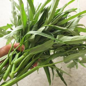 野菜の種/種子 エンツァイ 空芯菜 1袋 3mLの詳細画像3