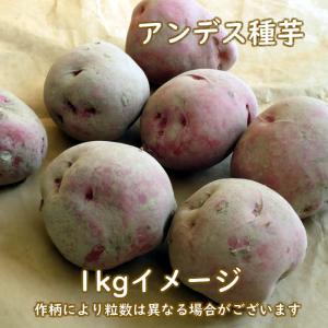 野菜・種/苗 春じゃがいも種芋 アンデス 馬鈴...の詳細画像1
