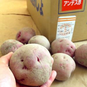 野菜・種/苗 春じゃがいも種芋 アンデス 馬鈴...の詳細画像2