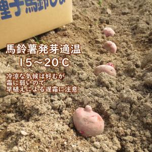 野菜・種/苗 春じゃがいも種芋 アンデス 馬鈴...の詳細画像3