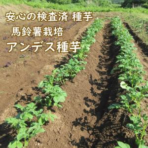 野菜・種/苗 春じゃがいも種芋 アンデス 馬鈴...の詳細画像4