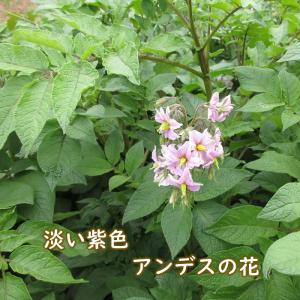 野菜・種/苗 春じゃがいも種芋 アンデス 馬鈴...の詳細画像5