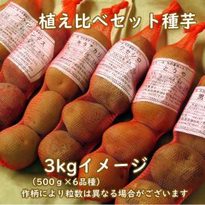 野菜・種/苗 春じゃがいも種芋 植え比べセット3kg 500g×6品種 馬鈴薯種芋｜domonkome