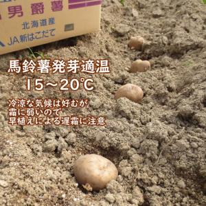 野菜・種/苗 春じゃがいも種芋 男爵 馬鈴薯種...の詳細画像3