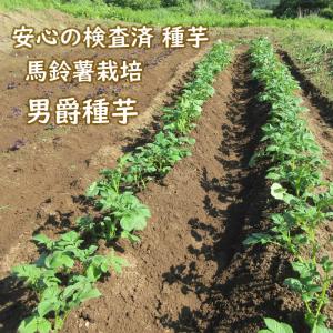 野菜・種/苗 春じゃがいも種芋 男爵 馬鈴薯種...の詳細画像4