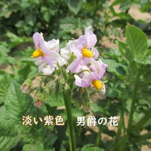 野菜・種/苗 春じゃがいも種芋 男爵 馬鈴薯種...の詳細画像5