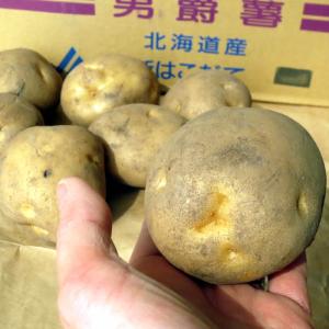 野菜・種/苗 春じゃがいも種芋 男爵 馬鈴薯種...の詳細画像2