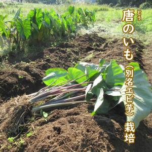 野菜・種/苗 唐のいも/とうのいも/エビ芋 里...の詳細画像1