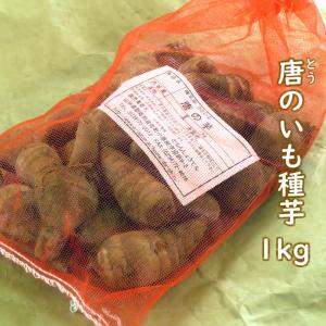 野菜・種/苗 唐のいも/とうのいも/エビ芋 里...の詳細画像2
