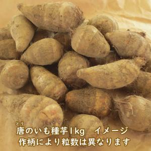 野菜・種/苗 唐のいも/とうのいも/エビ芋 里...の詳細画像3