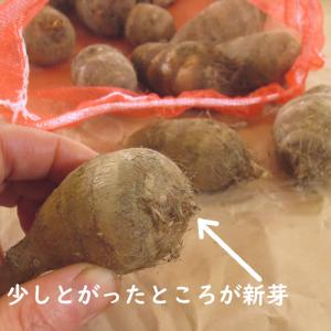 野菜・種/苗 唐のいも/とうのいも/エビ芋 里...の詳細画像4