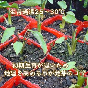 野菜・種/苗 唐のいも/とうのいも/エビ芋 里...の詳細画像5