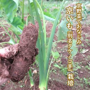 野菜・種/苗 京いも/タケノコイモ 里芋 種芋...の詳細画像1