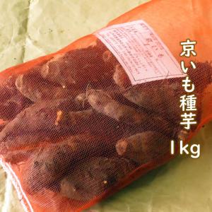 野菜・種/苗 京いも/タケノコイモ 里芋 種芋...の詳細画像2