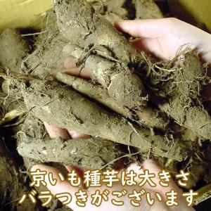 野菜・種/苗 京いも/タケノコイモ 里芋 種芋...の詳細画像3