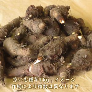 野菜・種/苗 京いも/タケノコイモ 里芋 種芋...の詳細画像4