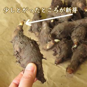 野菜・種/苗 京いも/タケノコイモ 里芋 種芋...の詳細画像5