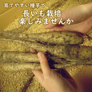 野菜・種/苗 長いも種芋 1kg 国内産の詳細画像1